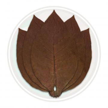 Ecuadorian Habano Viso Cigar Filler Tobacco Leaf Only